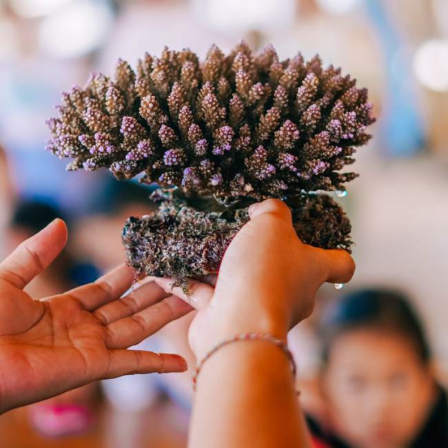 Coral Planting